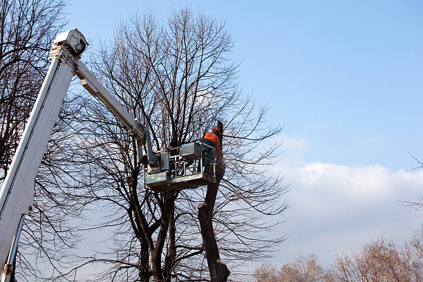 How Our Tree Care Process Works  in  Pasadena Hills, FL